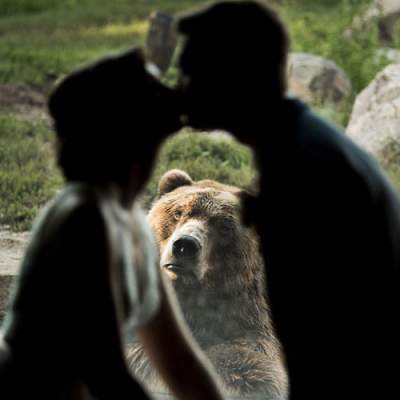 В США медведь "засветился" на свадебных фотографиях