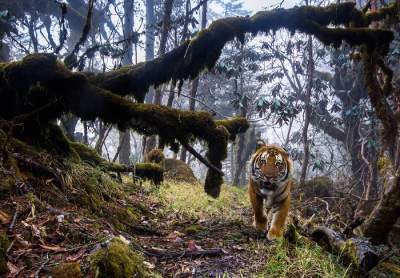 Лучшие снимки дикой природы, сделанные в разных уголках планеты. Фото