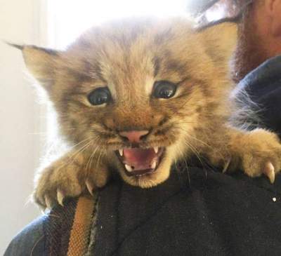 Канадца, спасшего в лесу «котенка», ждал большой сюрприз