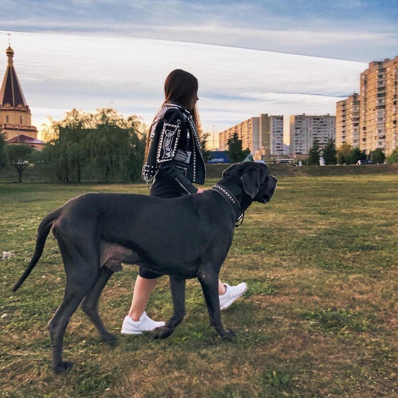 Немецкий дог - одна из самых больших пород собак в мире