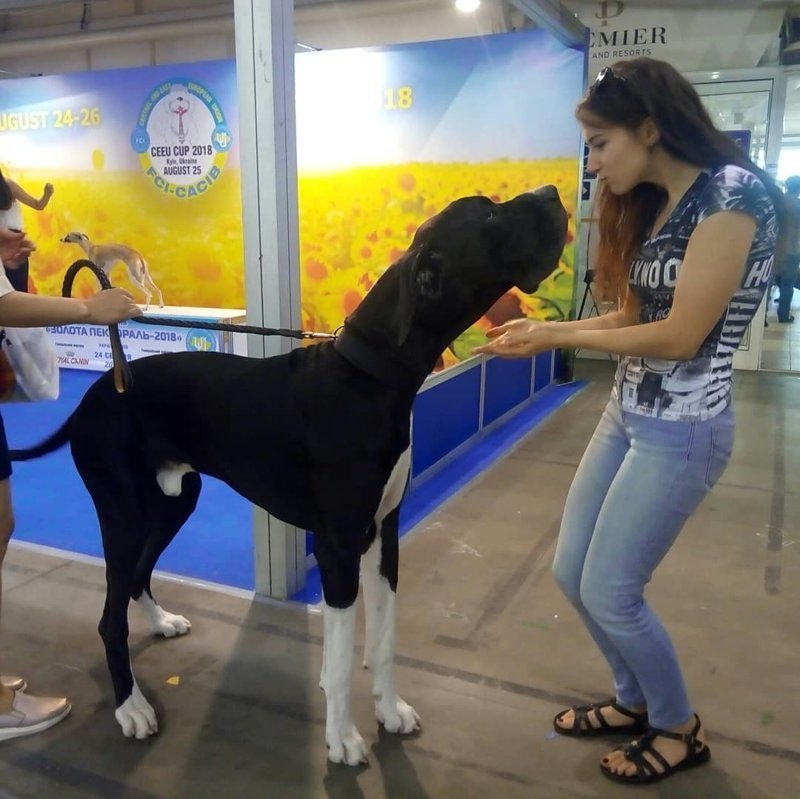 Немецкий дог - одна из самых больших пород собак в мире