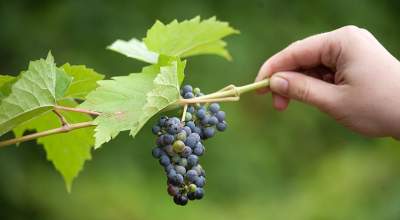 Названы самые полезные для здоровья сорта винограда