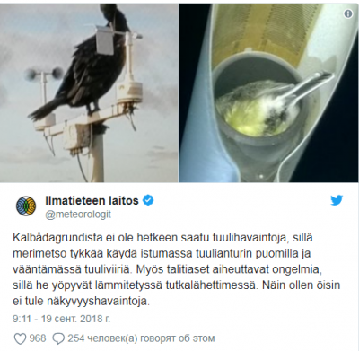 Любопытный баклан испортил работу финской метеостанции