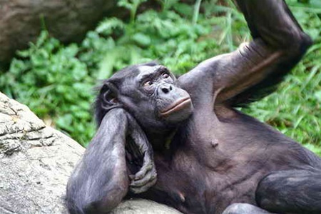 В Германии обезьяны сбежали из зоопарка и побили ребенка