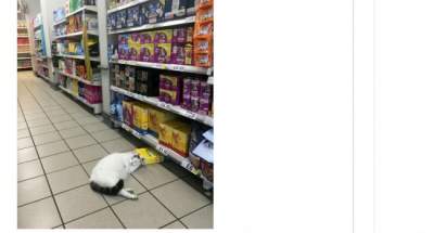 Лучшая реклама: Сеть в восторге от упитанного кота, живущего в супермаркете