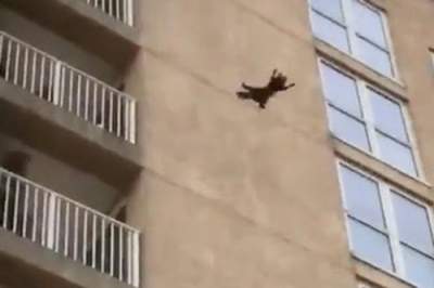 Человек-паук отдыхает: отчаянный прыжок енота рассмешил Сеть