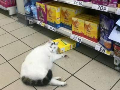 Упитанный кот из британского супермаркета умилил Сеть