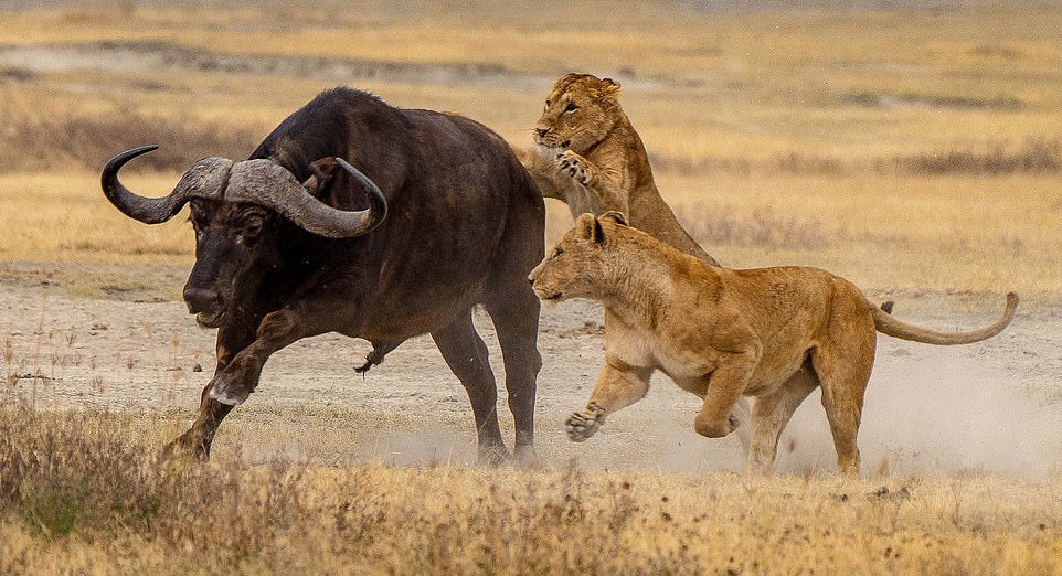 Львицы напали на буйвола, чтобы обучить своих малышей охотиться