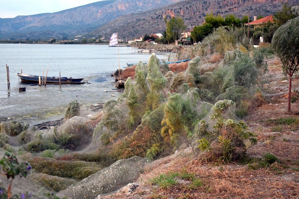 Паутина вдоль береговой линии в Греции