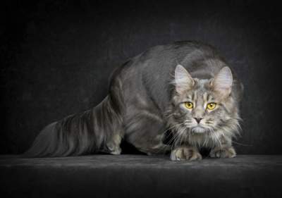 Самые большие домашние кошки в ярких портретах. Фото