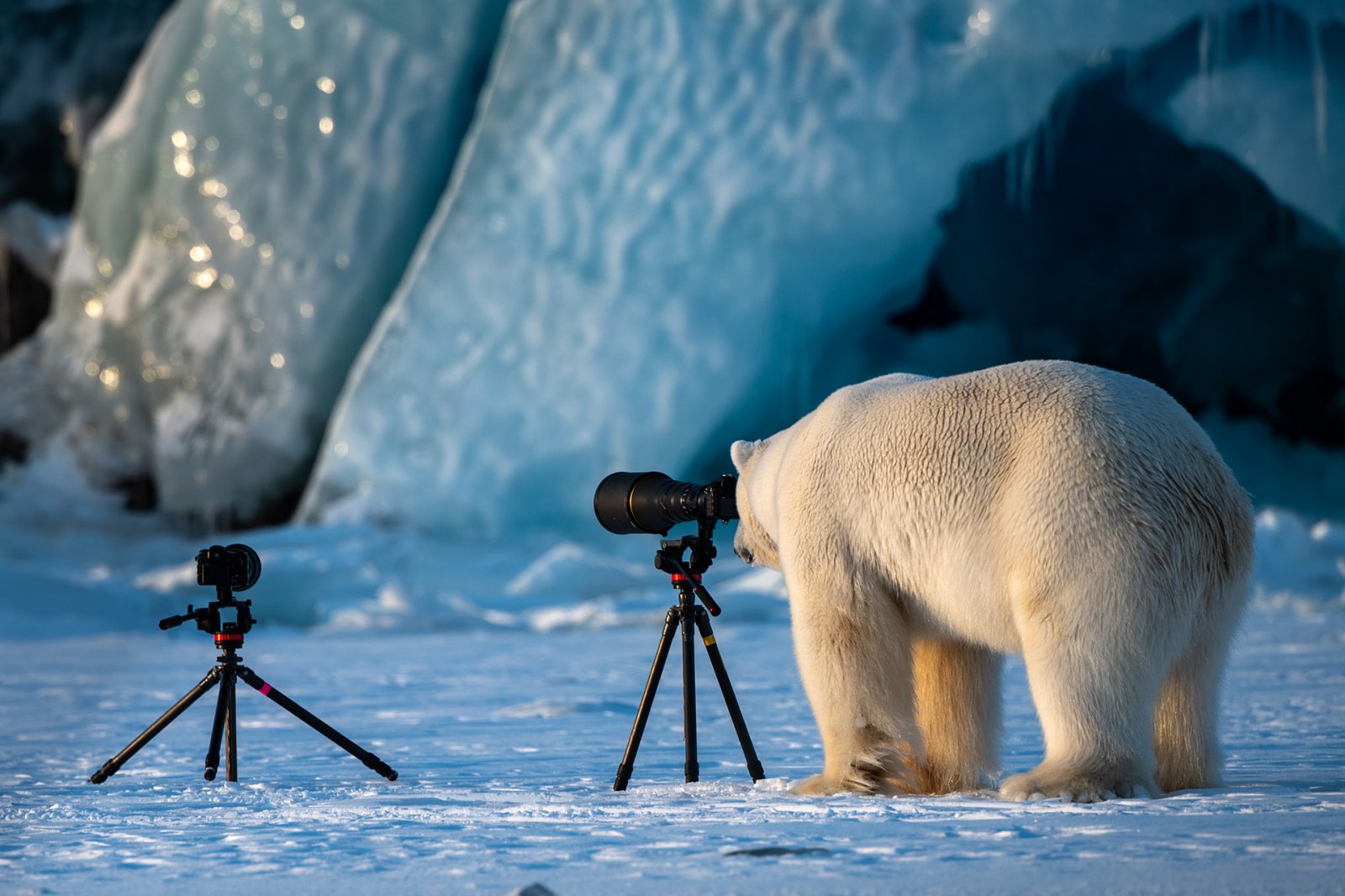 Жюри конкурса самых смешных фото диких животных отобрало финалистов - фотогалерея 