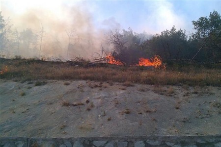 В Севастополе сгорело 9 га леса