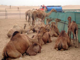 Тысячи изнывающих от жажды верблюдов напали на австралийский город