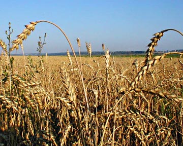 Минагрополитики компенсирует аграриям убытки из-за засухи