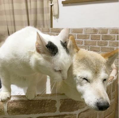 Минутка доброты: кот подружился с собакой, страдающей от слабоумия