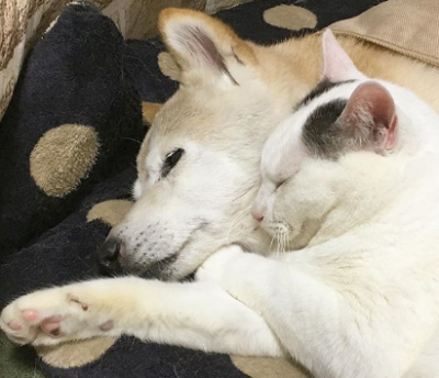 Минутка доброты: кот подружился с собакой, страдающей от слабоумия