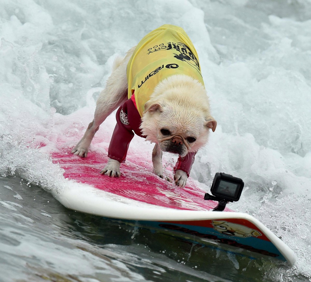 Соревнования по серфингу среди собак 2018