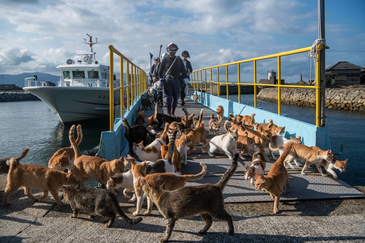 Кошки расплодились на острове Аосима в Японии