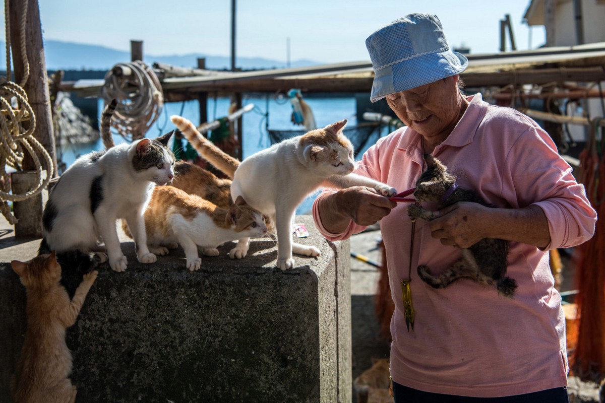 Кошки расплодились на острове Аосима в Японии
