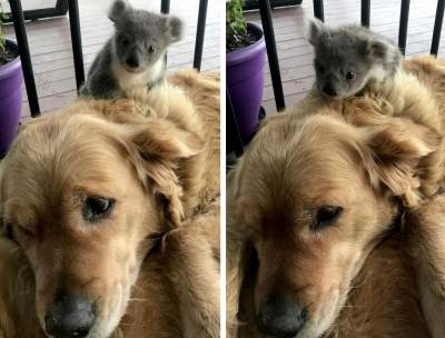 Минутка позитива: золотистый ретривер подружился с коалой 	