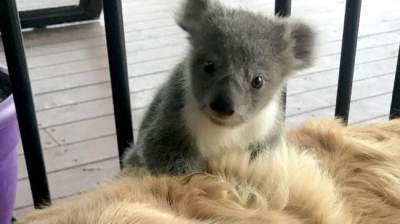 Минутка позитива: золотистый ретривер подружился с коалой 	