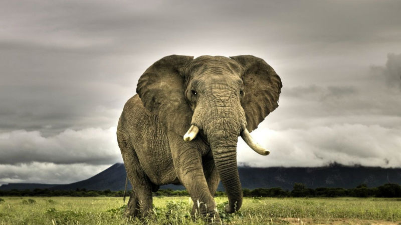 10 опаснейших животных нашей планеты