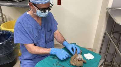 Сеть в восторге от хирурга, прооперировавшего плюшевого мишку 