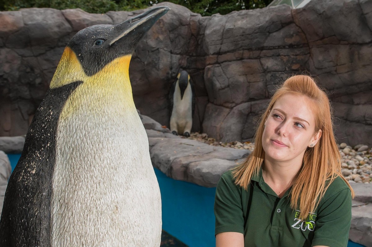 Британский зоопарк заселил пингвинарий пластиковыми птицами