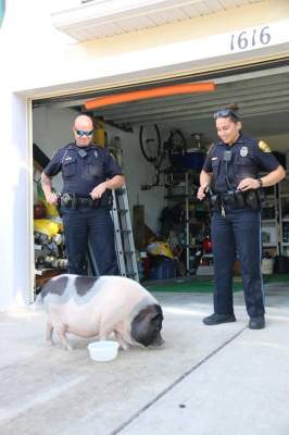 Эта свинья стала в полицейском участке всеобщей любимицей 