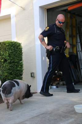 Эта свинья стала в полицейском участке всеобщей любимицей 