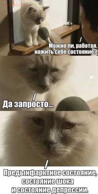 Дающий интервью грустный кот стал звездой мемов