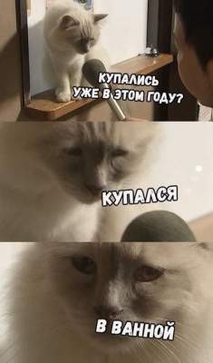 Дающий интервью грустный кот стал звездой мемов
