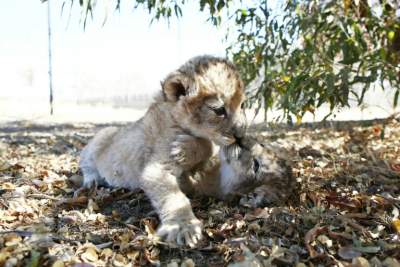 Так выглядят первые в мире львята, рожденные из пробирки. Фото
