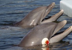 Дельфины-"трудоголики" предпочитают общаться с себе подобными