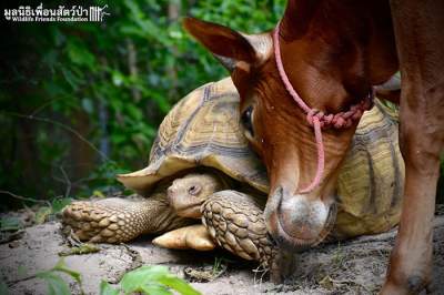 Сеть покорила дружба черепахи и теленка