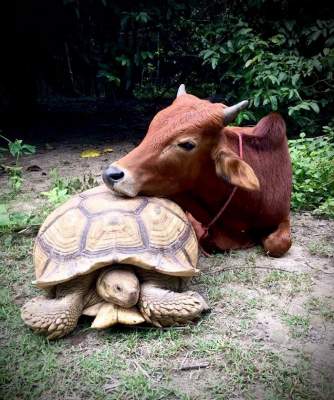 Сеть покорила дружба черепахи и теленка