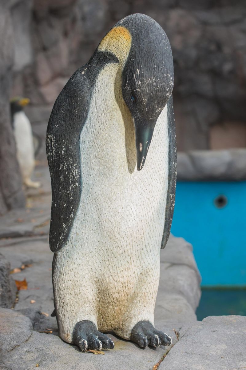 В новый пингвинарий вбухали кучу денег, но живут в нем пластиковые птицы