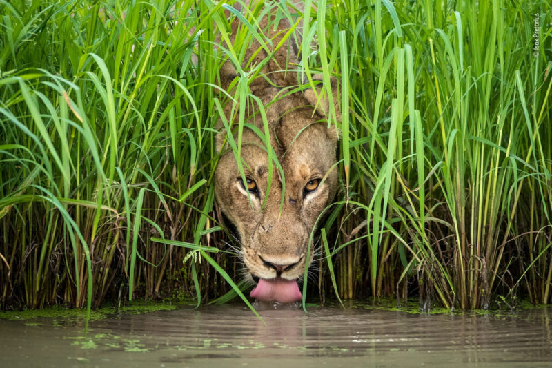 Кто из них станет победителем: 14 невероятных работ с конкурса Wildlife Photographer of the Year 2018