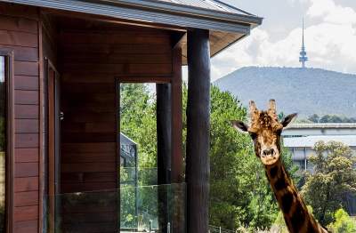В этом экзотичном отеле дикие животные живут прямо за окном. Фото