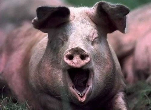 Беларусь запретила украинскую свинину, инфицированную завезенной из России чумой