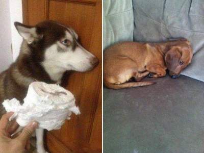 Потешные собаки, пойманные на месте «преступления»