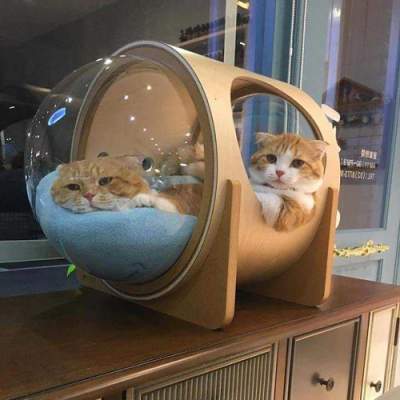 Дизайнеры придумали идеальный домик для "котов-космонавтов"