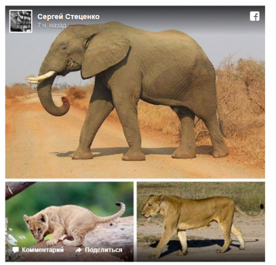 Фейковое фото слона и льва впечатлило соцсети
