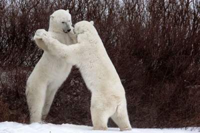 Comedy Wildlife показали новую порцию веселых фоток животных