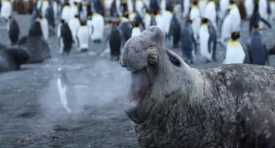 Comedy Wildlife показали новую порцию веселых фоток животных