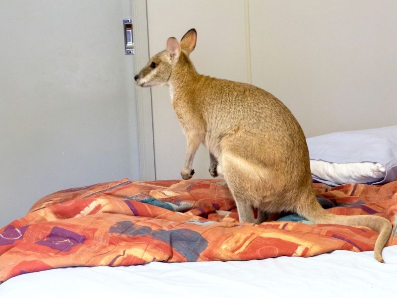 В Австралии валлаби забрался в дом и выспался в постели