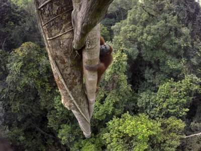 National Geographic показал лучшие портреты диких животных. Фото