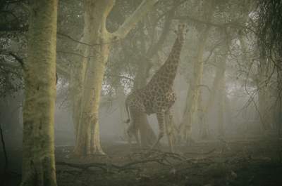 National Geographic показал лучшие портреты диких животных. Фото