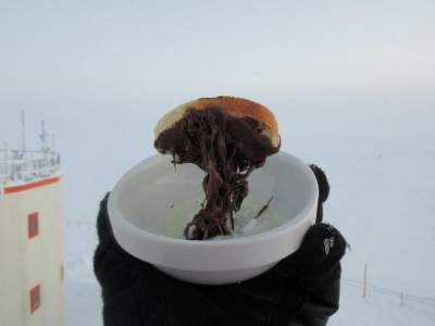Полярники показали, как выглядит еда при -60°С. Фото