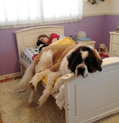 Забавные собаки, «выселившие» хозяев с кроватей